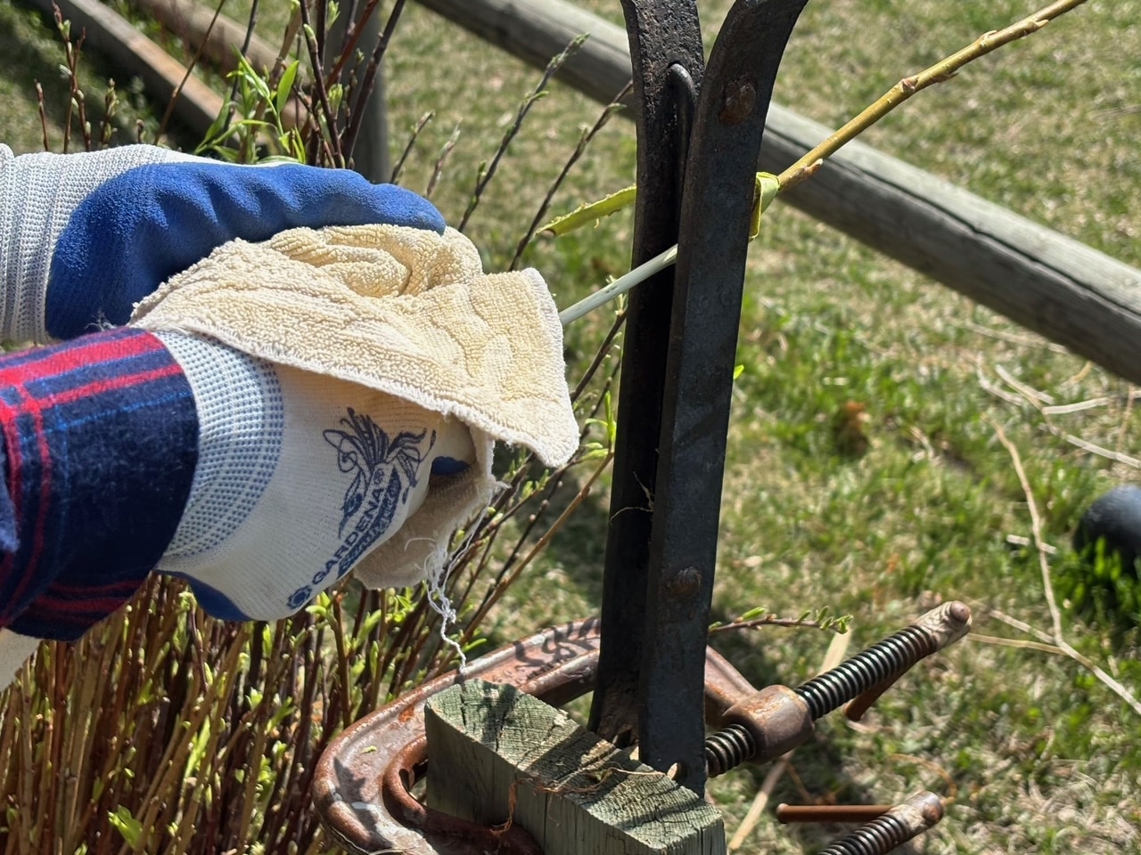 3 tools for stripping willow