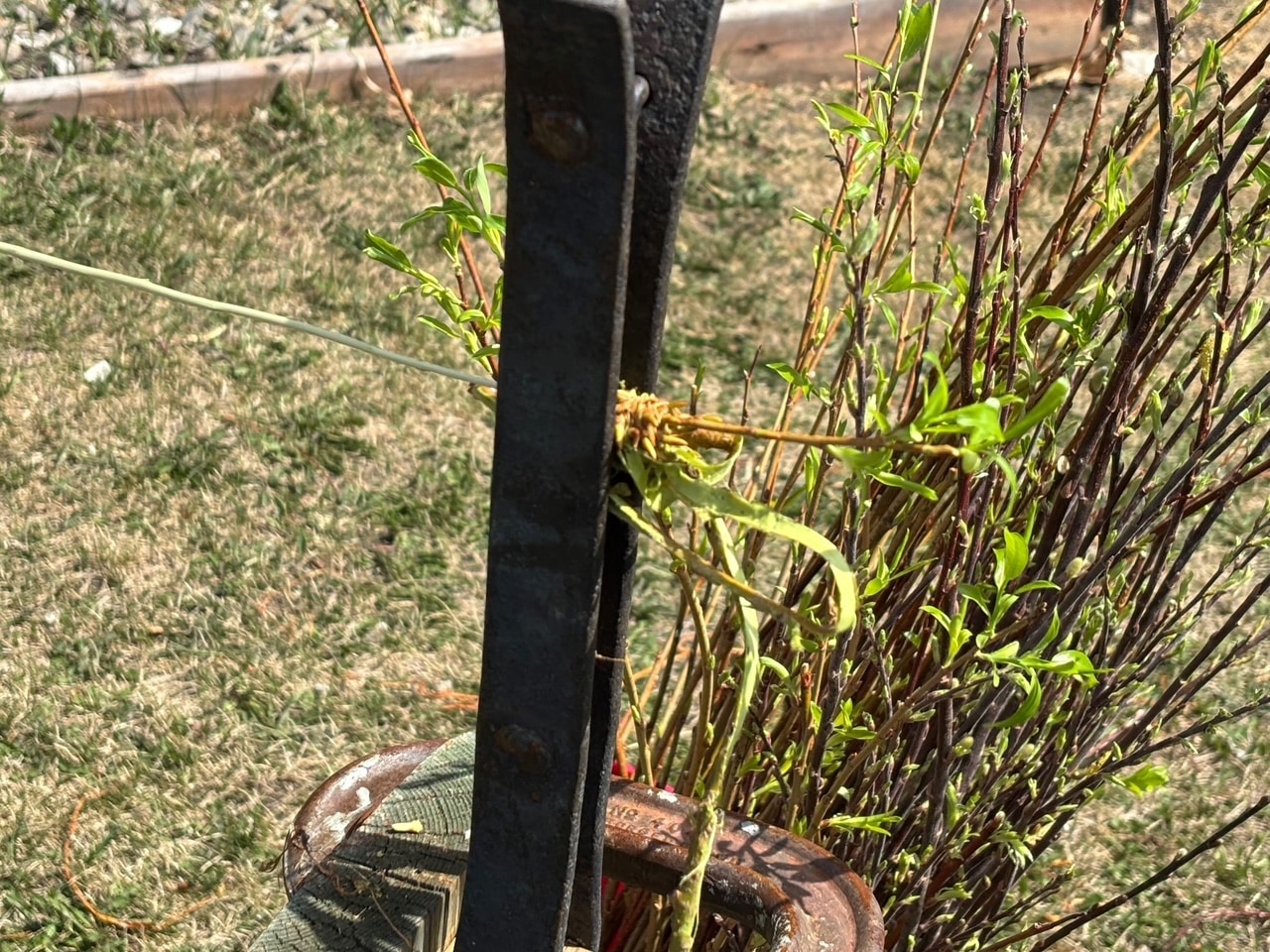 3 tools for stripping willow