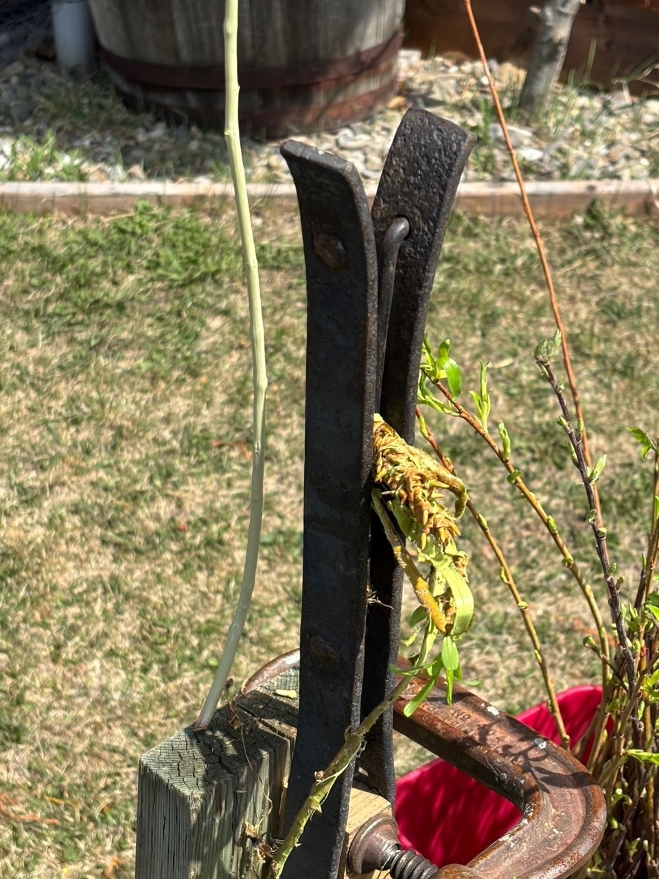 3 tools for stripping willow