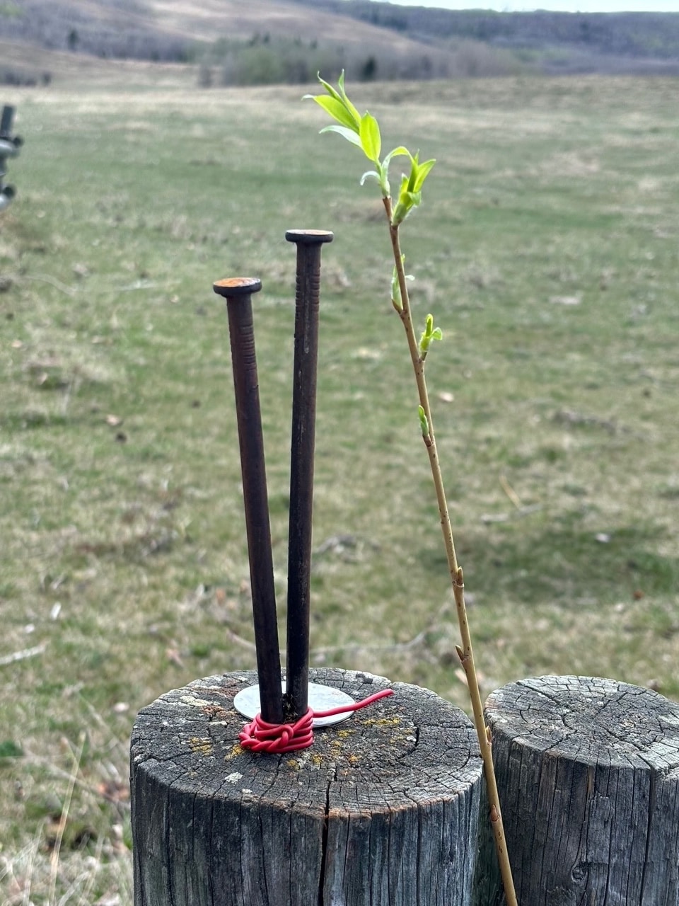 3 tools for stripping willow