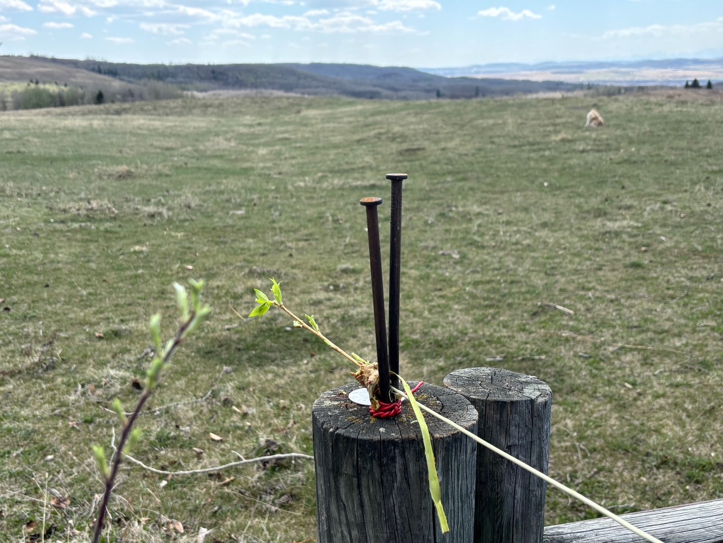 3 tools for stripping willow