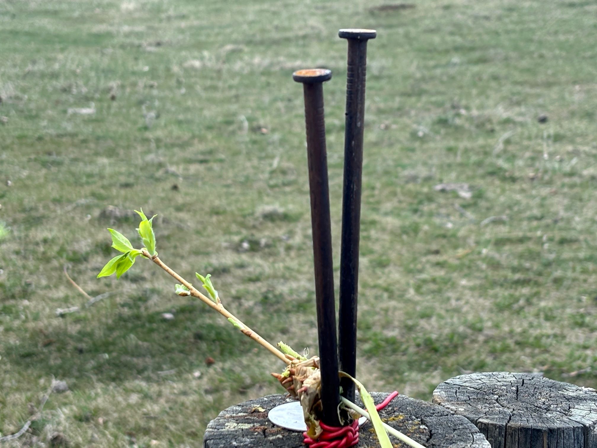 3 tools for stripping willow
