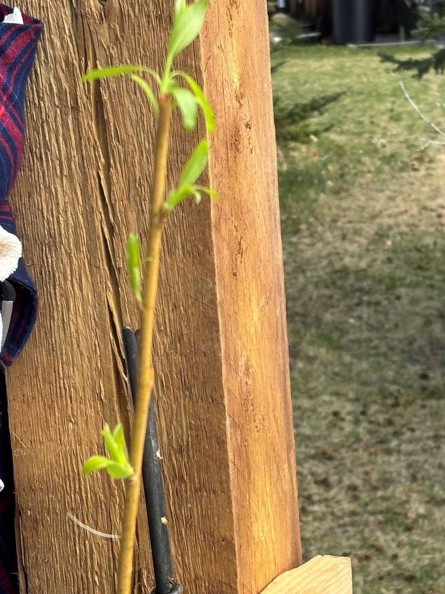 3 tools for stripping willow