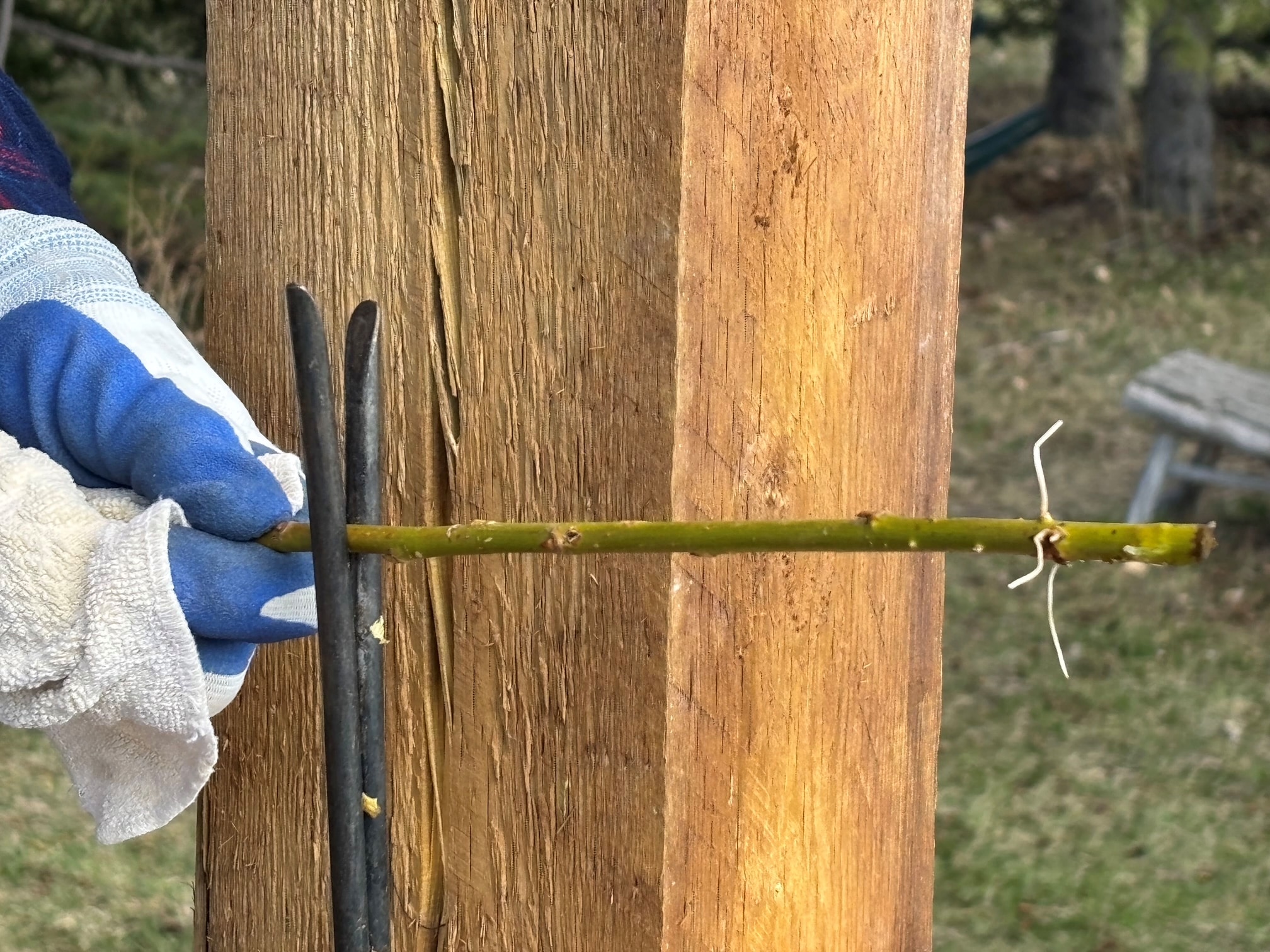 3 tools for stripping willow