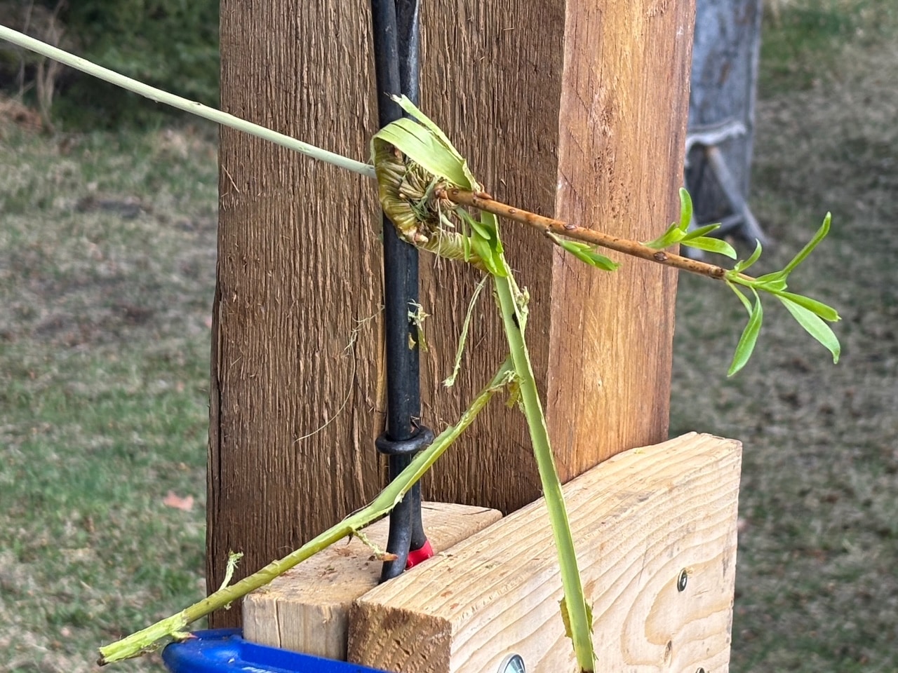 3 tools for stripping willow
