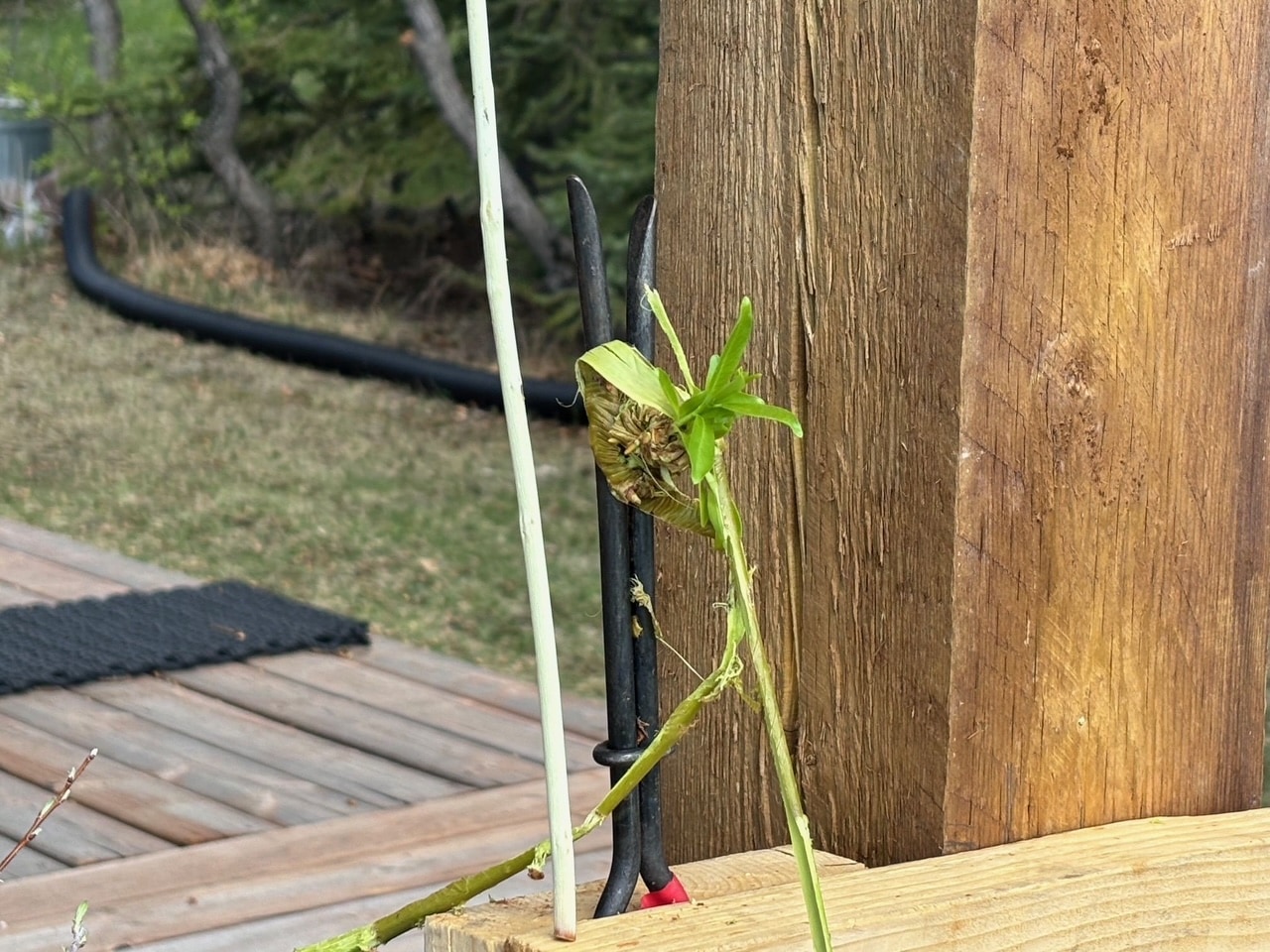3 tools for stripping willow