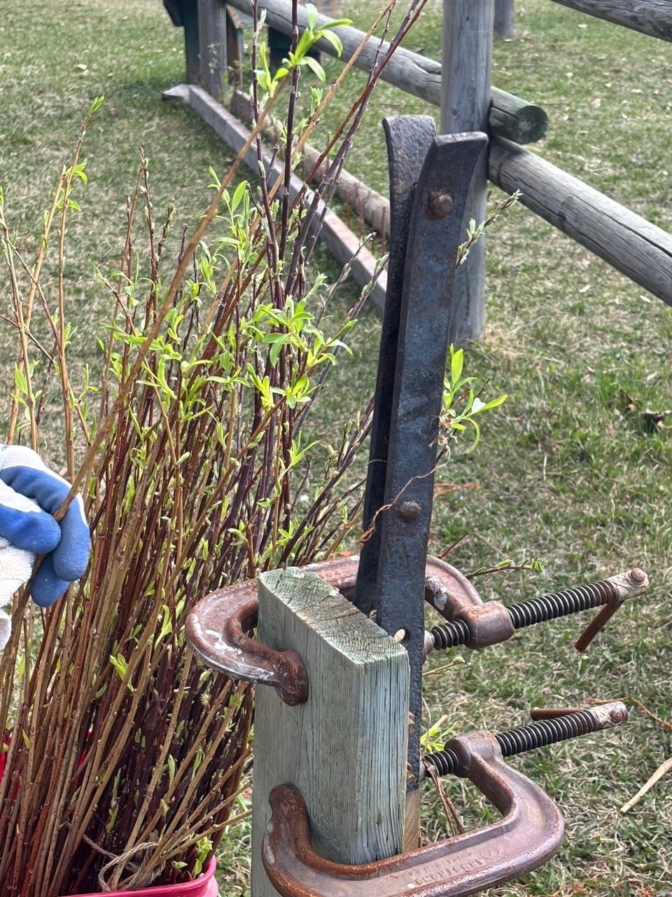3 tools for stripping willow