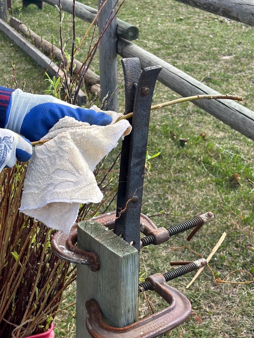 3 tools for stripping willow