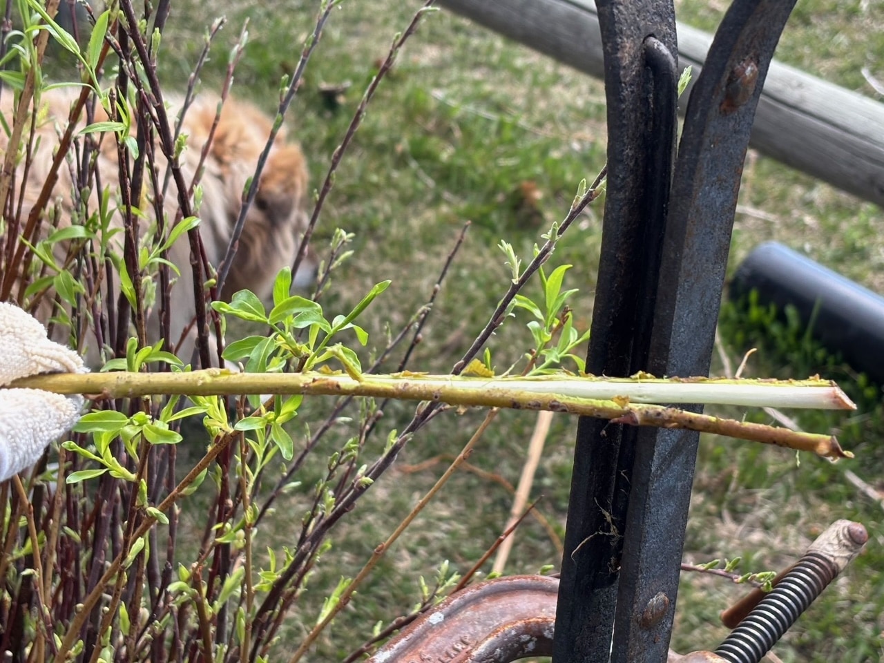 3 tools for stripping willow